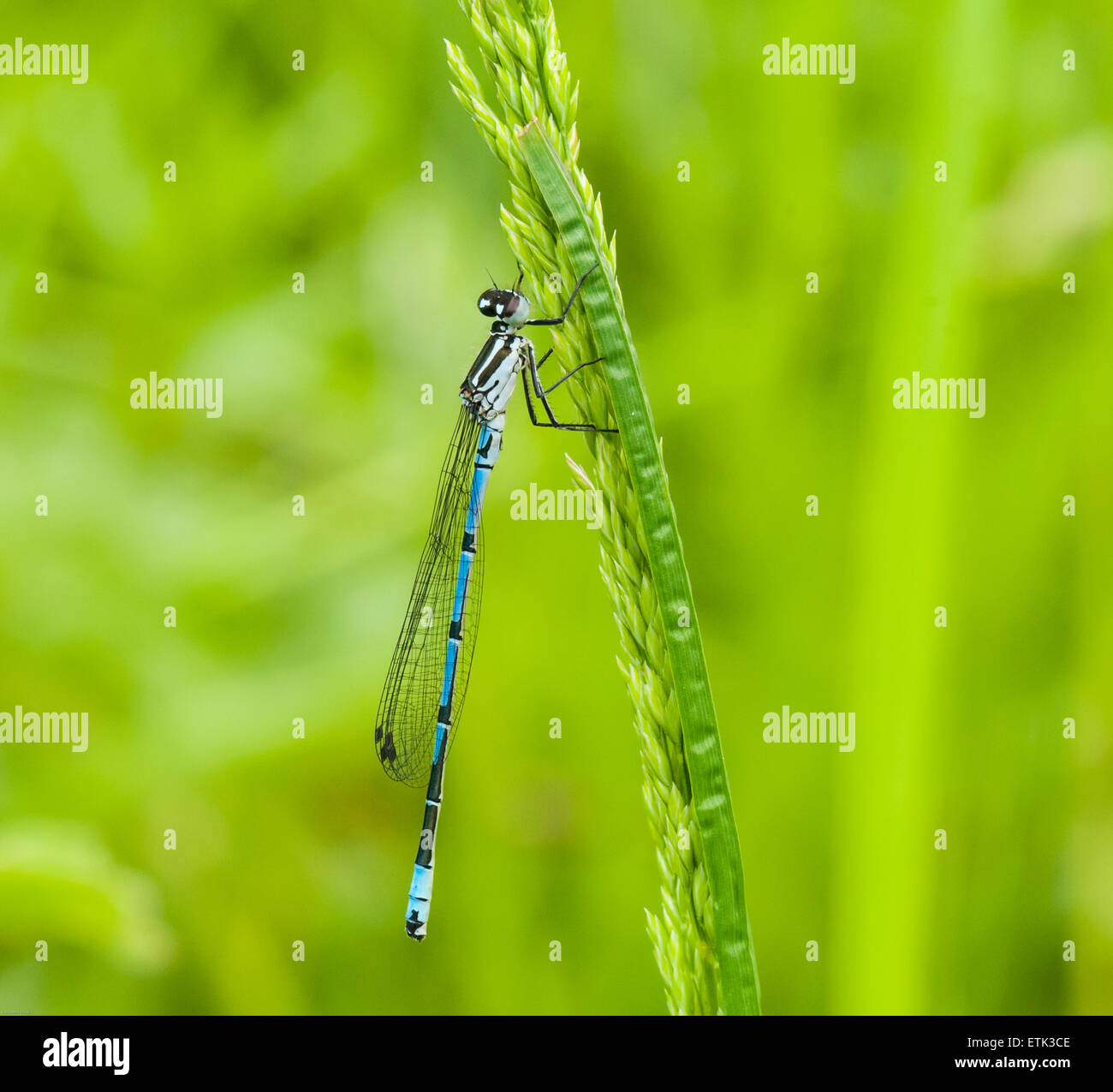 Una fotografia macro di un maschio blu azzurro Damselfly, Coenagrion puella a riposo su una foglia di erba con morbido sfondo diffusa. Foto Stock
