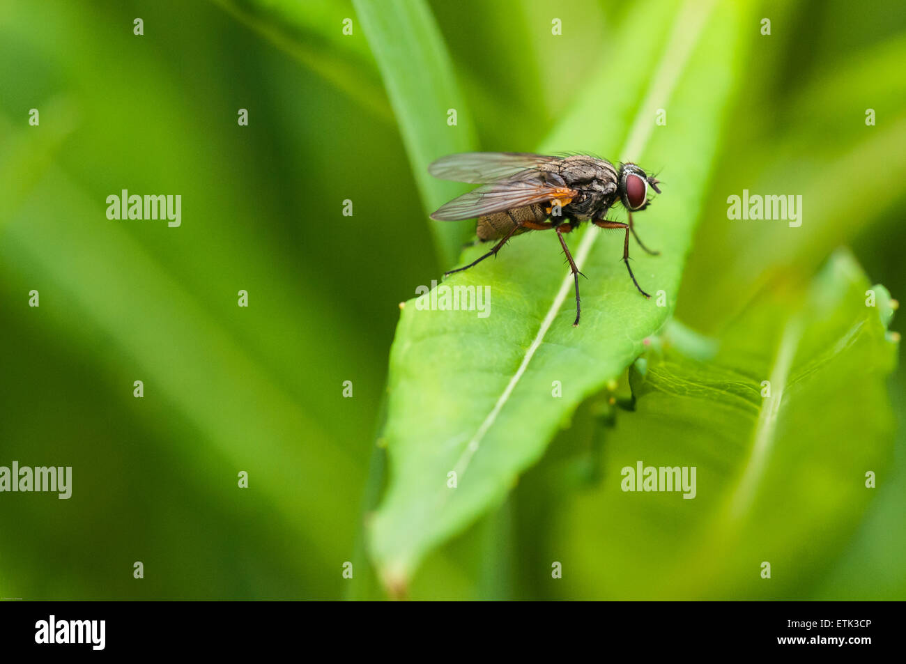 Una fotografia macro di un Tachinid fly, credo, a riposo su una foglia con un morbido sfondo diffusa Foto Stock