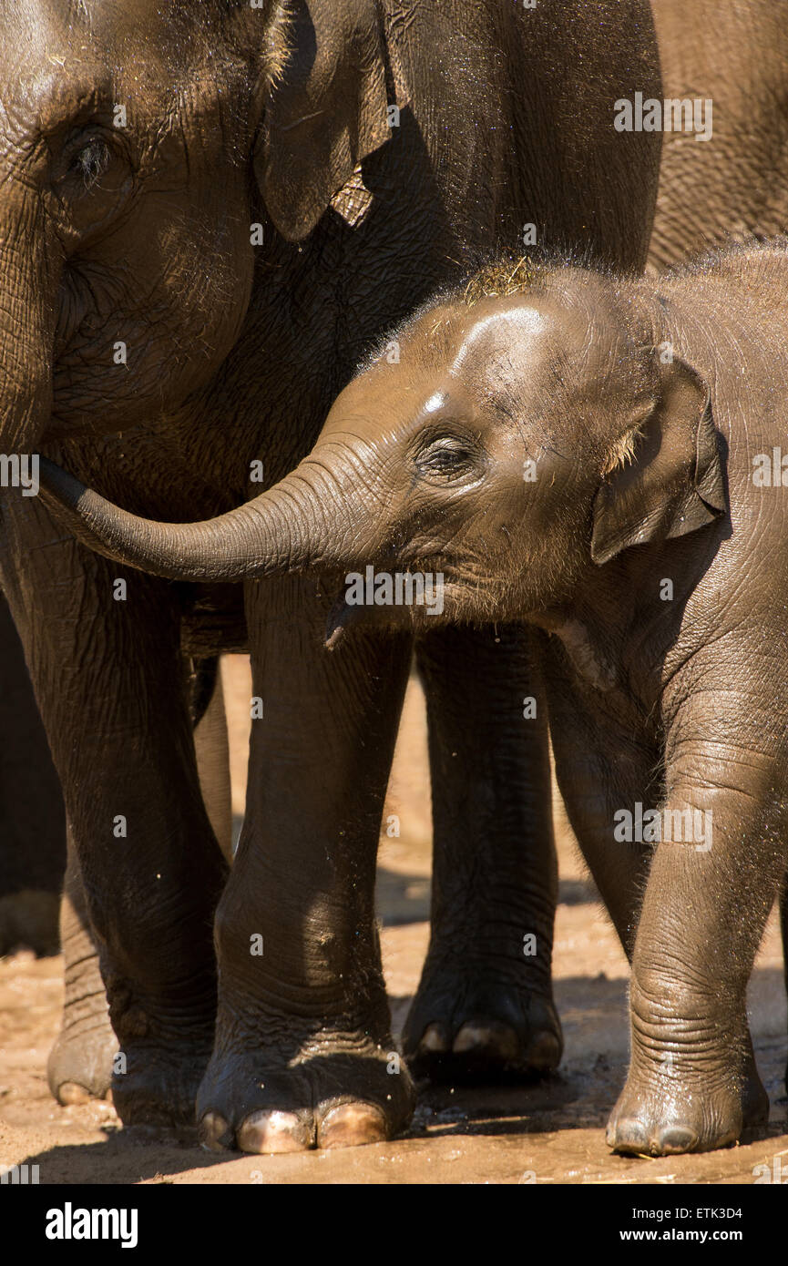 Baby elefante indiano (Elephas maximus indicus) Foto Stock