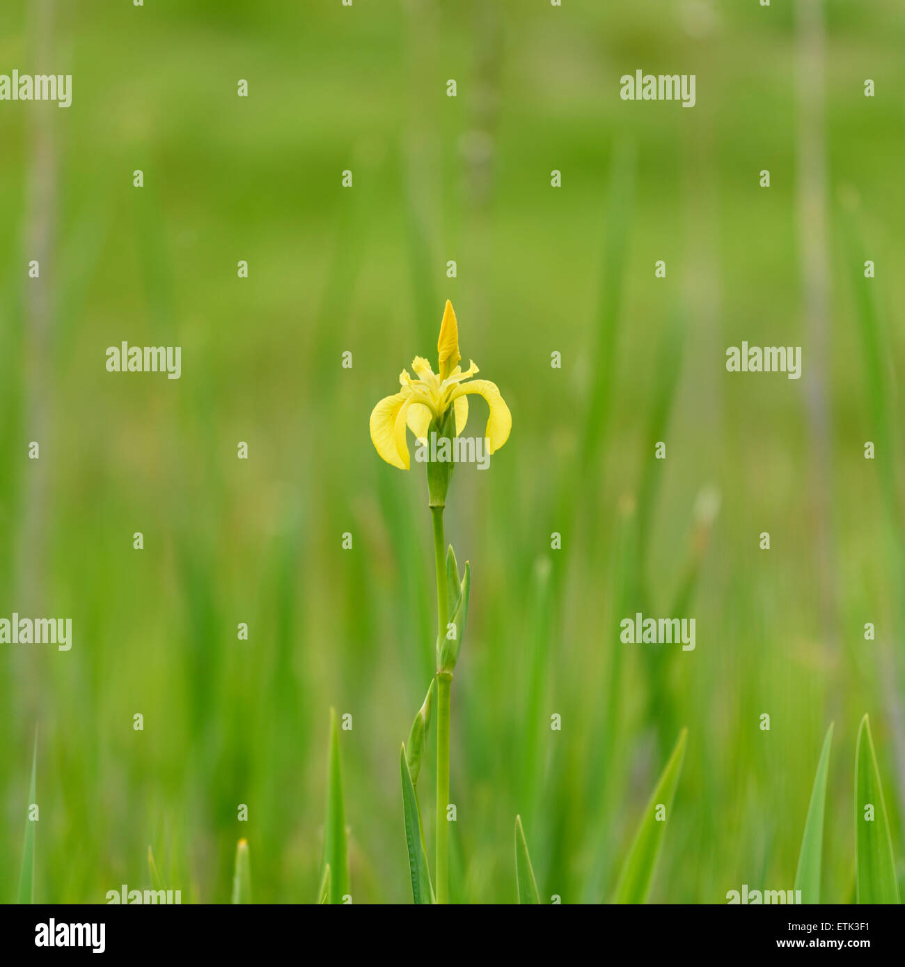 Bandiera gialla, Iris, Foto Stock