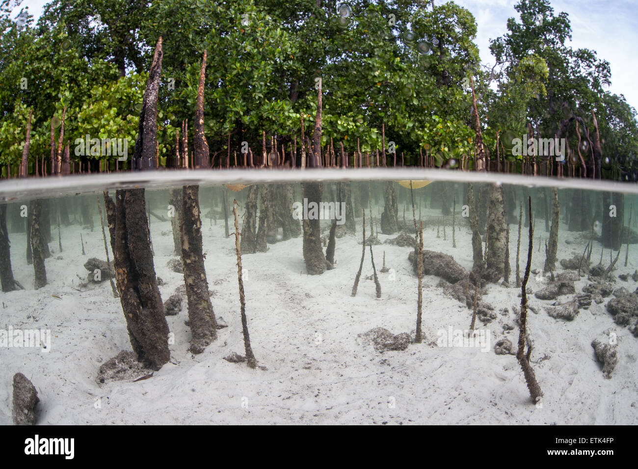 Mangrove pneumatofori luogo appena al di sopra della marea bassa linea in Raja Ampat, Indonesia. Foto Stock