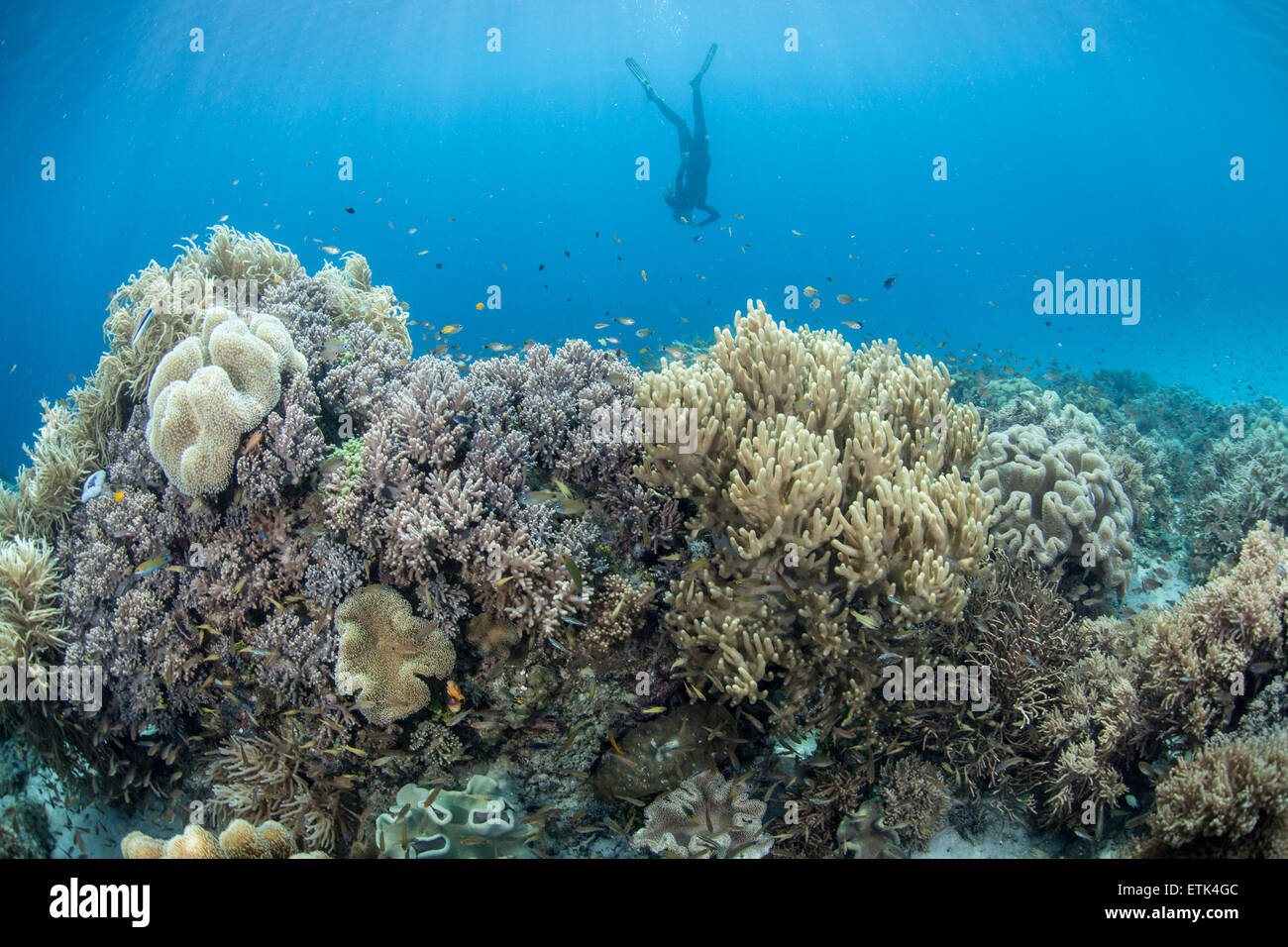 Un apneista esplora una vasta barriera corallina in Raja Ampat, Indonesia. Questa zona è nota per la sua alta biodiversità marina. Foto Stock