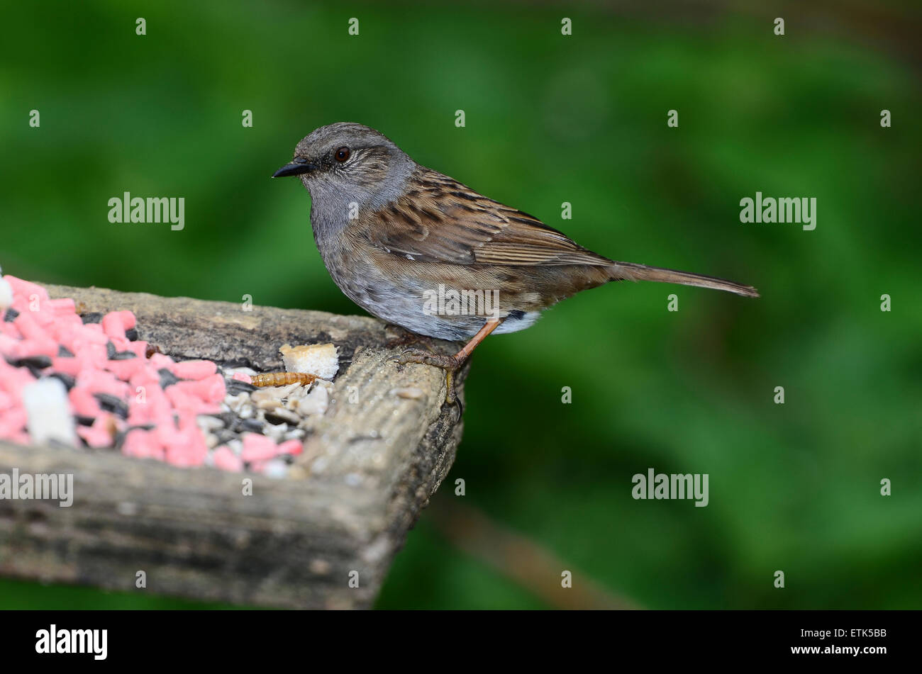 Un hedgesparrow alimentazione su un fornitissimo bird tabella REGNO UNITO Foto Stock