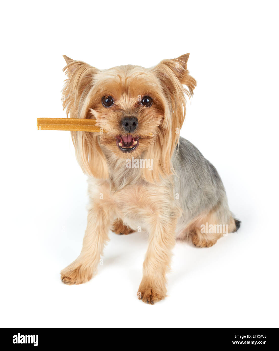 Yorkshire Terrier con stick dentale nella sua bocca su bianco Foto Stock
