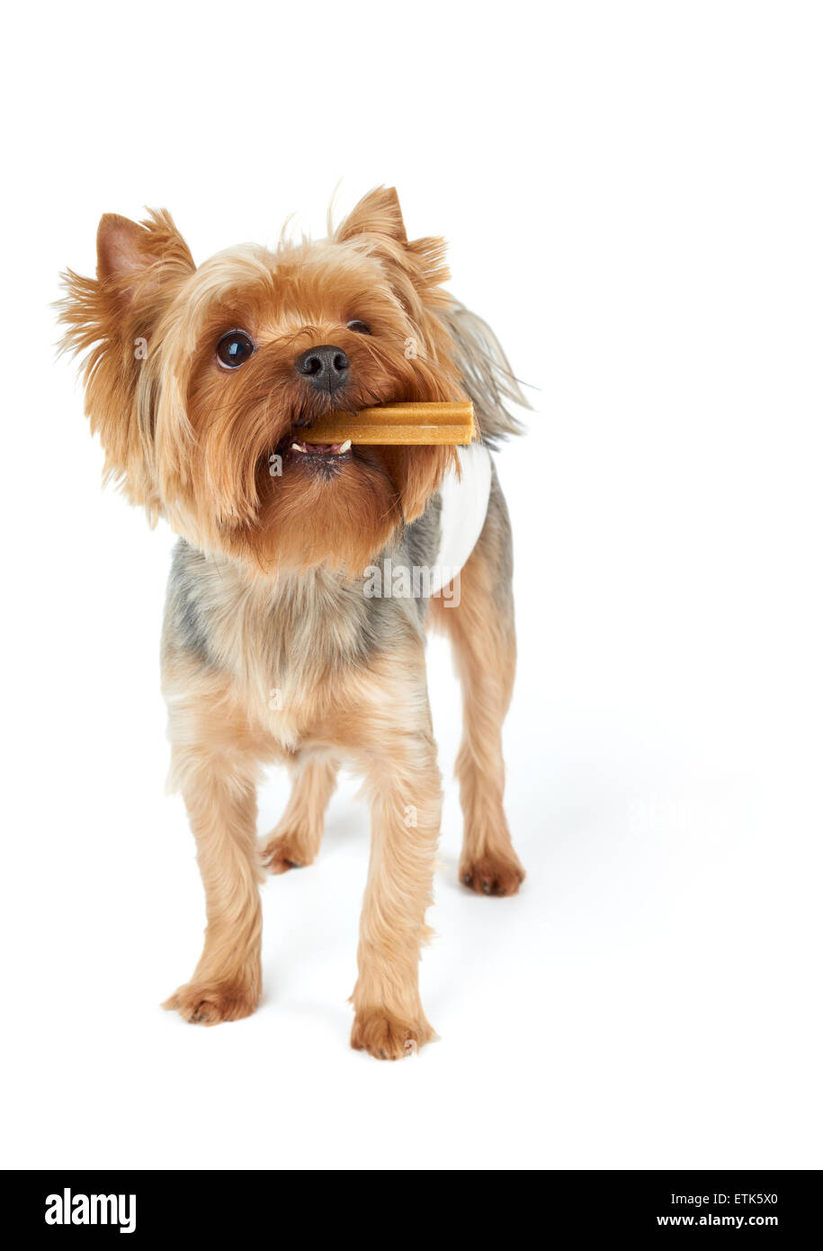 Uno Yorkshire Terrier con la masticazione stick dentale in bocca e il pet pannolini sorge su bianco sfondo isolato Foto Stock