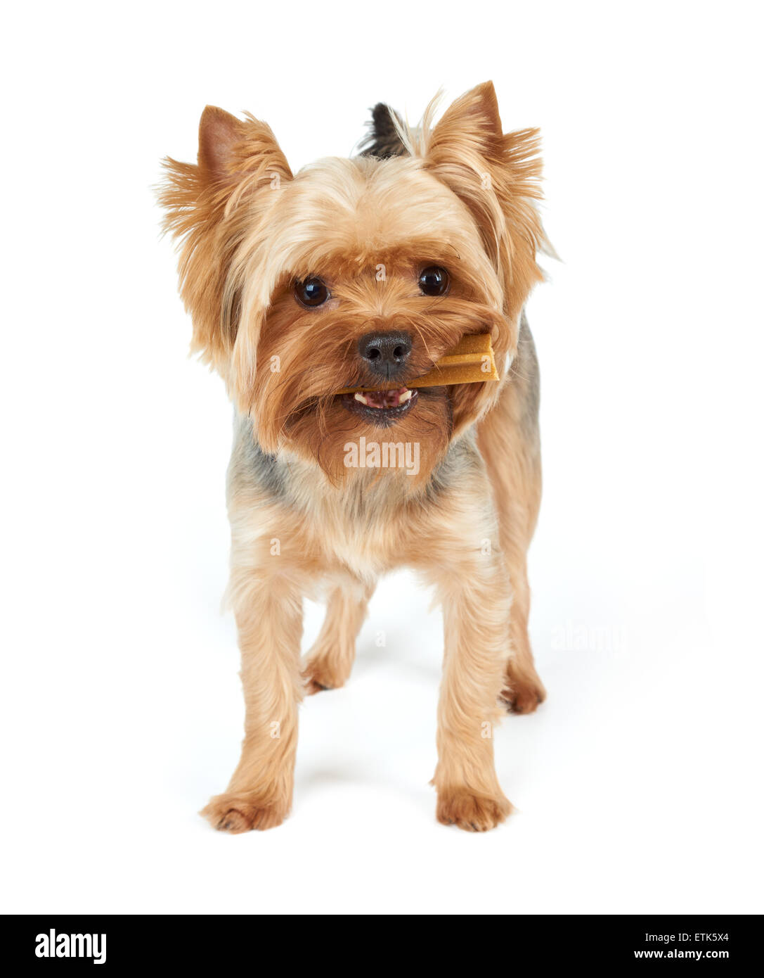 Maschio dello Yorkshire Terrier con stick dentale in bocca e taglio di capelli corti sorge su bianco sfondo isolato Foto Stock