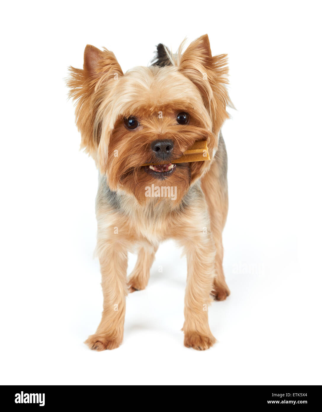 Maschio dello Yorkshire Terrier con stick dentale in bocca e taglio di capelli corti sorge su bianco sfondo isolato