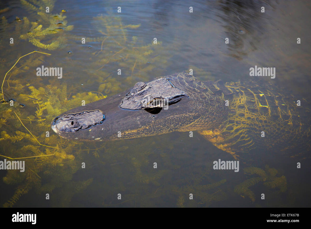 Chiudere fino sulla testa di Gator Foto Stock