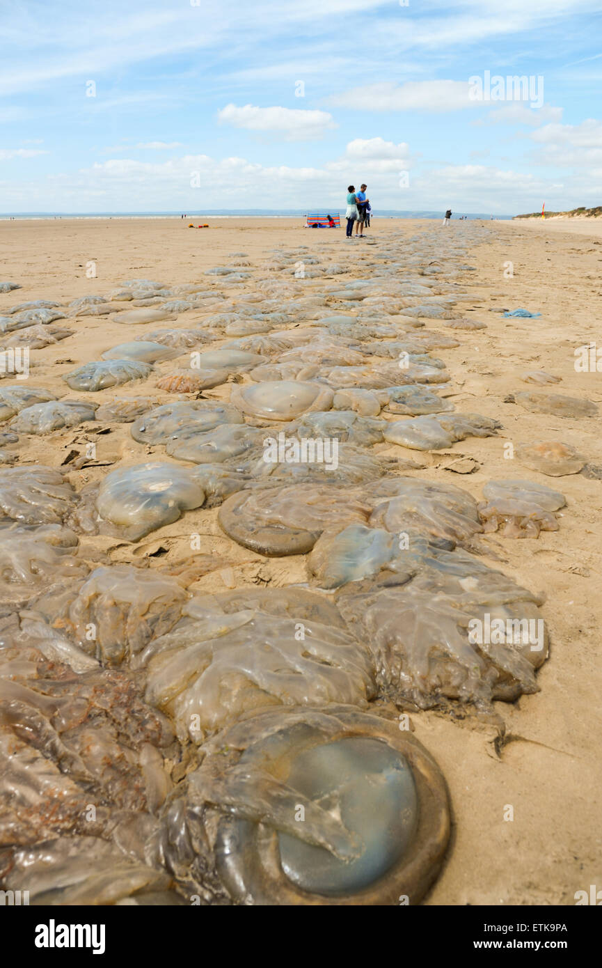 Galles del Sud, Regno Unito, domenica 14 giugno 2015. Migliaia di meduse sono lavati-fino a Pembrey Sands (Cefn Sidan), Pembrey Country Park, vicino a Llanelli, Carmarthenshire, Wales, Regno Unito. Le meduse, formando un lungo e continuo a nastro lungo la spiaggia, è incagliata lungo otto miglia di costa a causa della sua vasta gamma di marea. Nella foto è una lunga linea di meduse stretching nella distanza. Credito: Algis Motuza/Alamy Live News Foto Stock