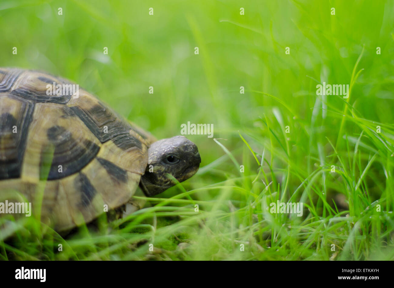 Turtle acceso tramite l'erba Foto Stock