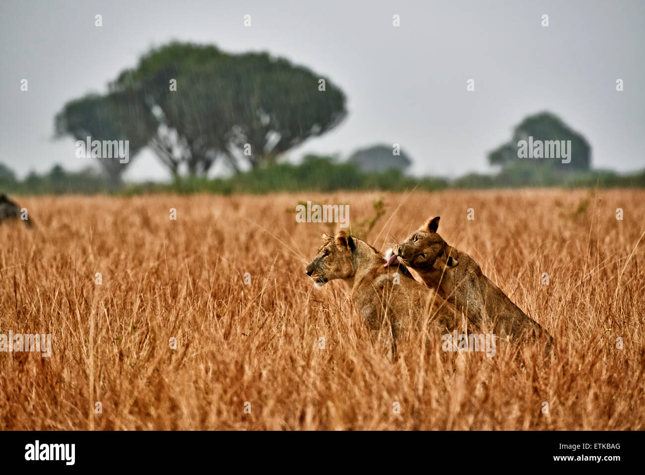 Due leonessa, leccare, nella prateria durante la pioggia, Panthera leo, Queen Elizabeth National Park, Uganda, Africa Foto Stock
