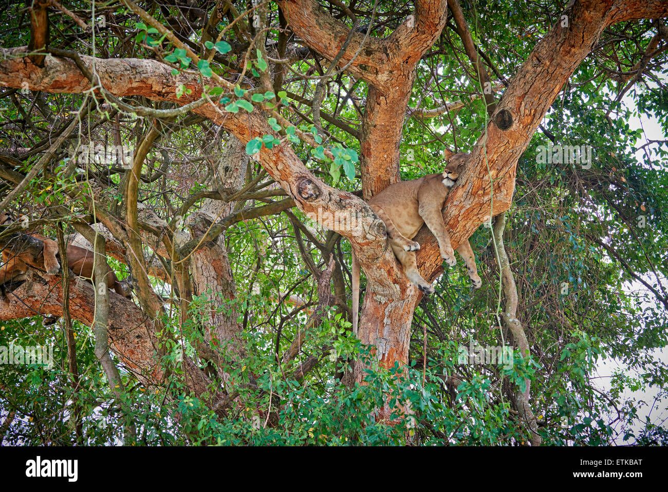 Tree Climbing lion Panthera leo, settore Ishasha, Queen Elizabeth National Park, Uganda, Africa Foto Stock