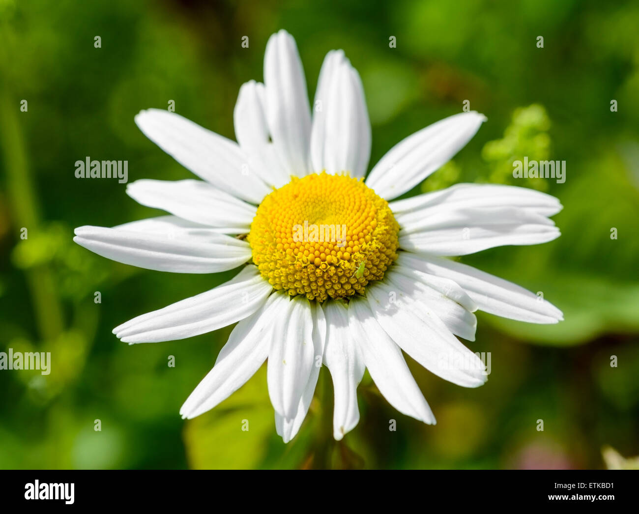 Unico fiore closeup di Leucanthemum vulgare (AKA Chrysanthemum leucanthemum) o Oxeye Daisy cresce in estate nel West Sussex, in Inghilterra, Regno Unito. Foto Stock