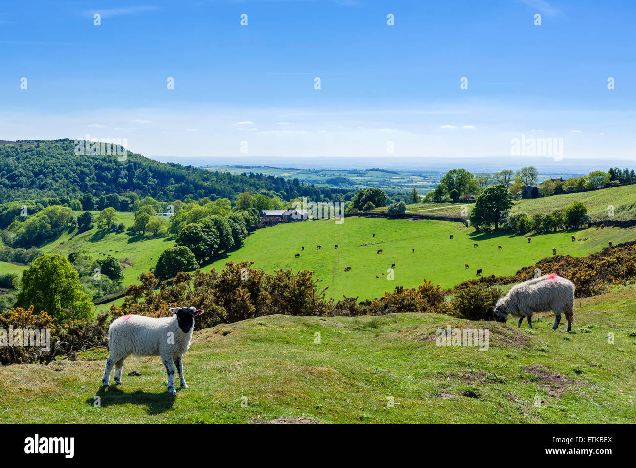 Pecore nella campagna dei North York Moors, Osmotherley, vicino a Northallerton, North Yorkshire, Inghilterra, Regno Unito Foto Stock