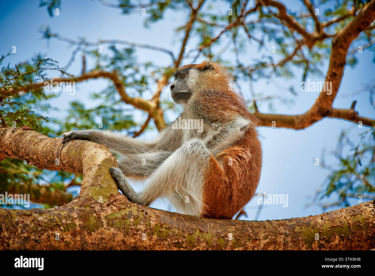 Patas monkey o ussaro scimmia, Erythrocebus pata, Murchison Falls National Park, Uganda, Africa Foto Stock