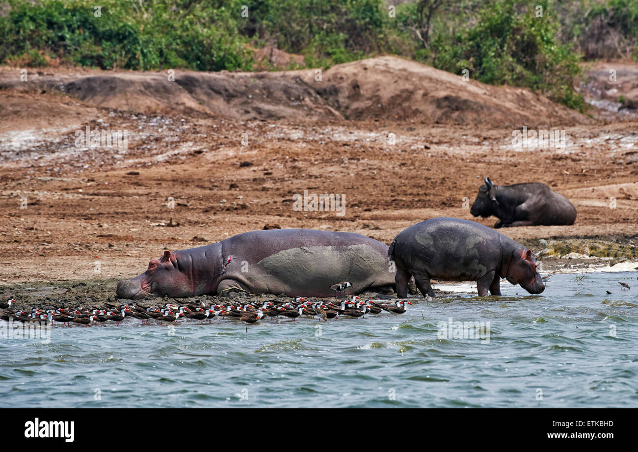 Ippopotamo, Hippopotamus amphibius, Canale Kazinga, Queen Elizabeth National Park, Uganda, Africa Foto Stock