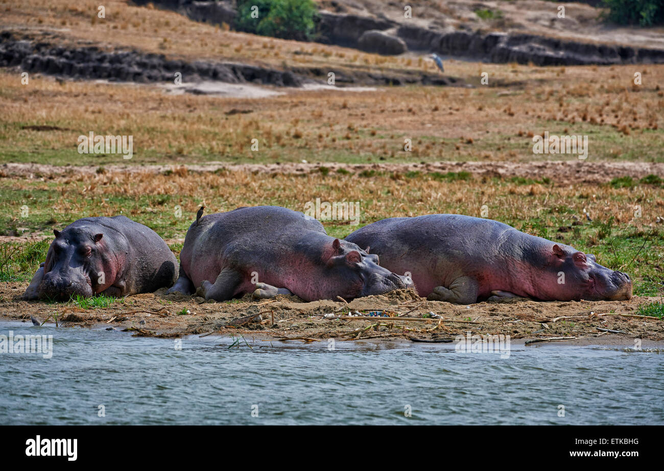 Ippopotamo, Hippopotamus amphibius, Canale Kazinga, Queen Elizabeth National Park, Uganda, Africa Foto Stock