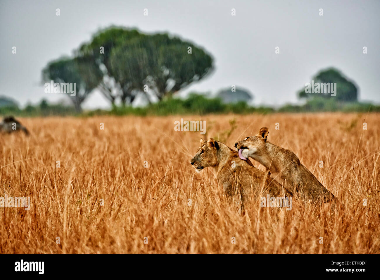 Due leonessa, leccare, nella prateria durante la pioggia, Panthera leo, Queen Elizabeth National Park, Uganda, Africa Foto Stock