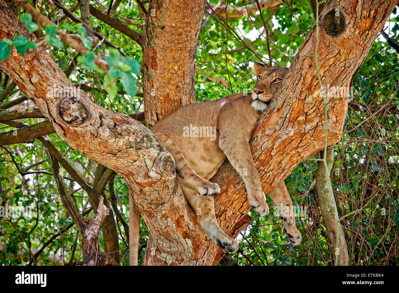 Tree Climbing lion Panthera leo, settore Ishasha, Queen Elizabeth National Park, Uganda, Africa Foto Stock