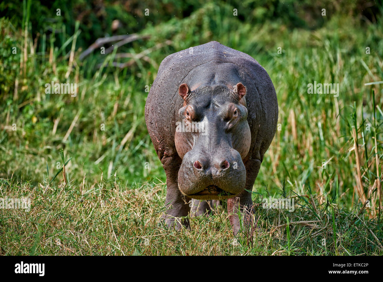 Arrabbiato ippopotamo cercando su di voi, Hippopotamus amphibius, Canale Kazinga, Queen Elizabeth National Park, Uganda, Africa Foto Stock