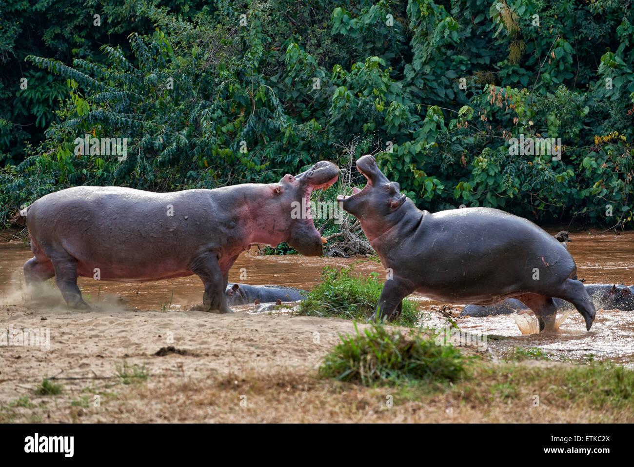 Combattimenti ippopotamo, Hippopotamus amphibius, settore Ishasha, Queen Elizabeth National Park, Uganda, Africa Foto Stock