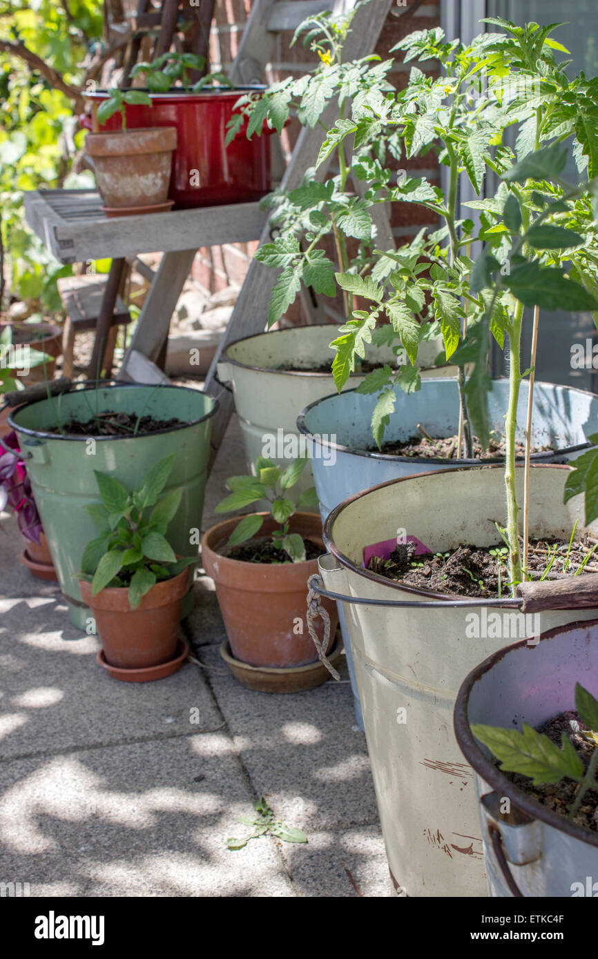 Benna di piante di pomodoro sulla terrazza Foto Stock