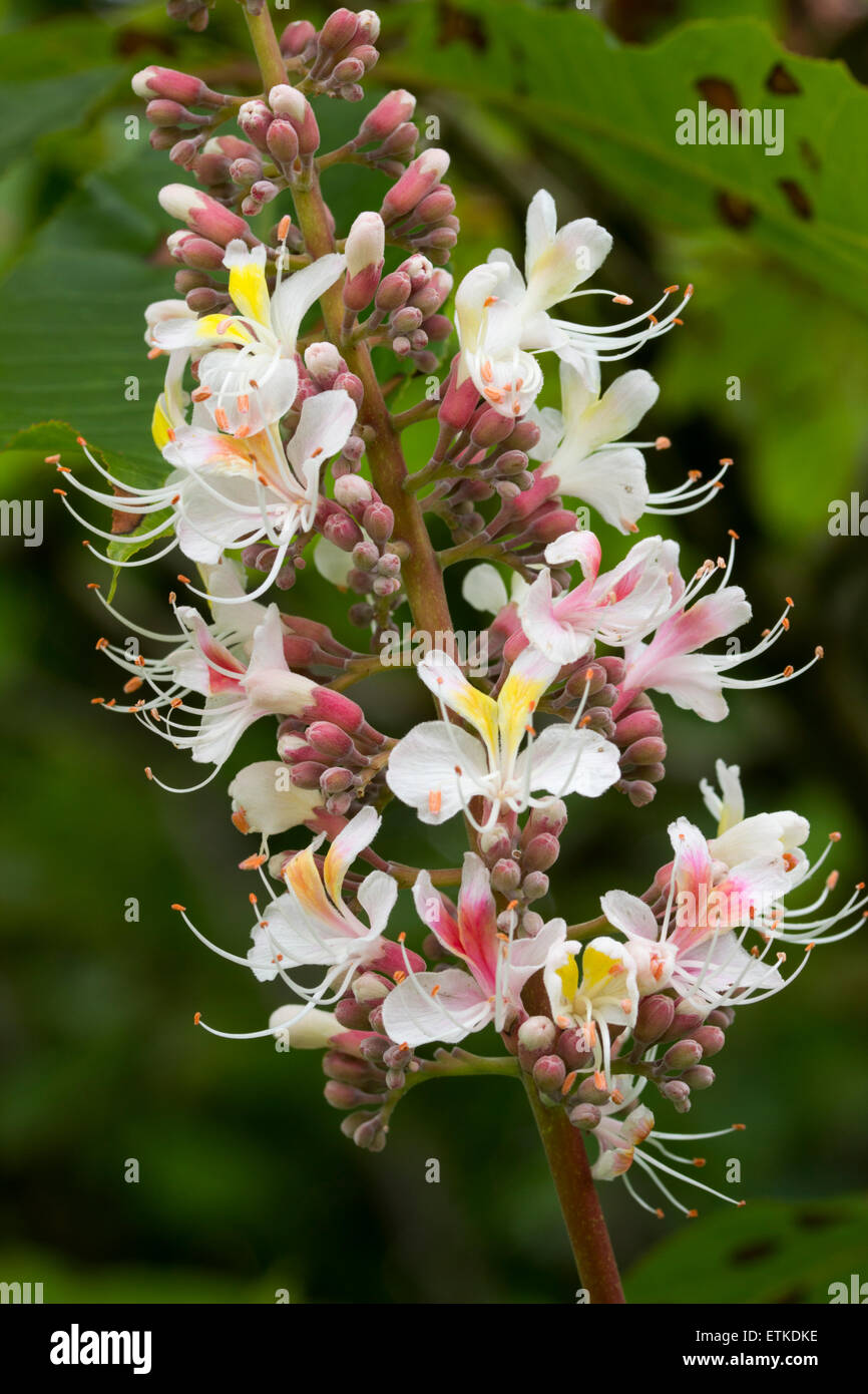 Giugno fiori del castagno decidui, Aesculus indica "idney Pearce' Foto Stock
