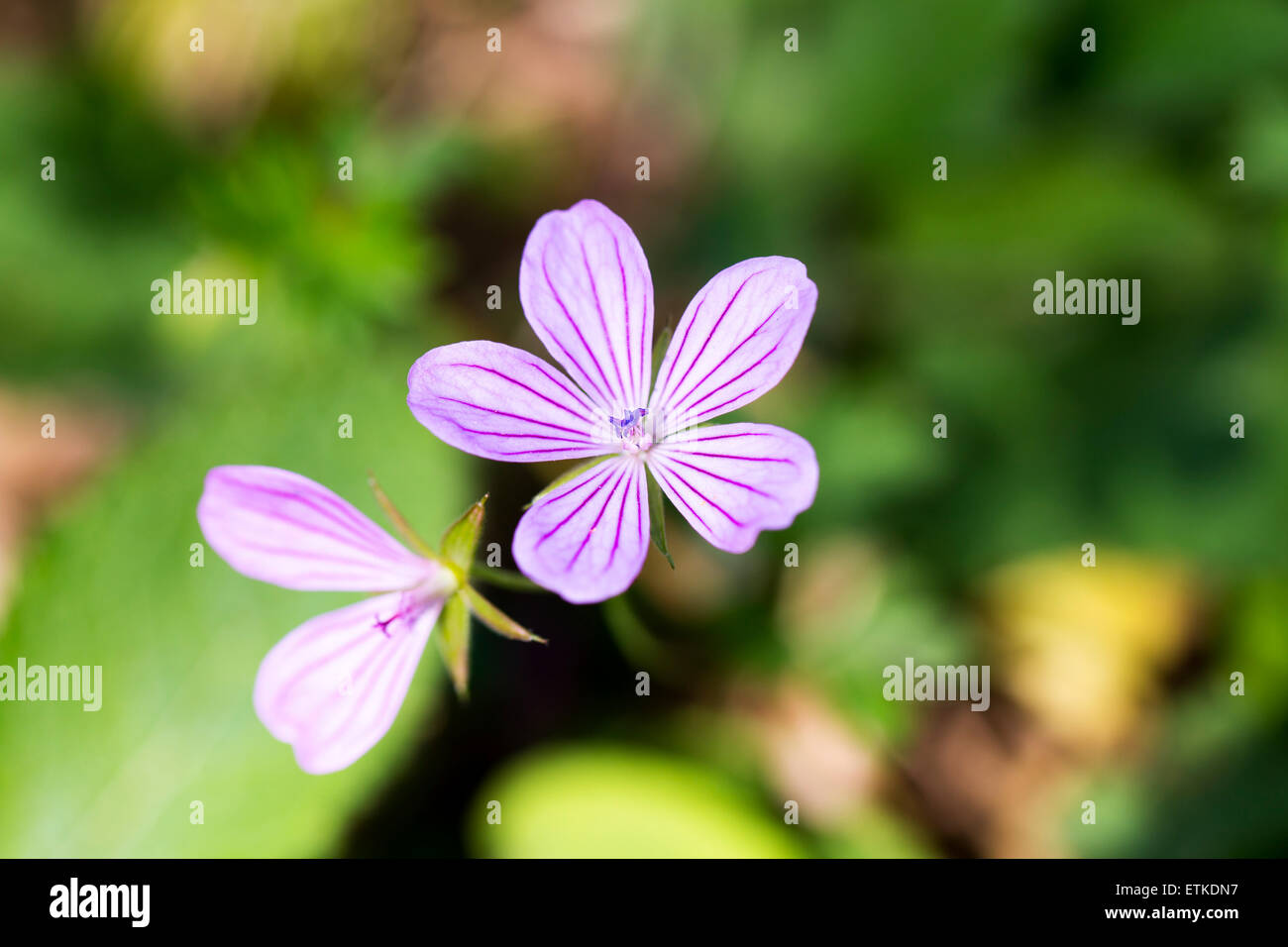 Crocus colorati selvaggio fiore viola closeup. soft focus blur fiore. sfondo floreale Foto Stock