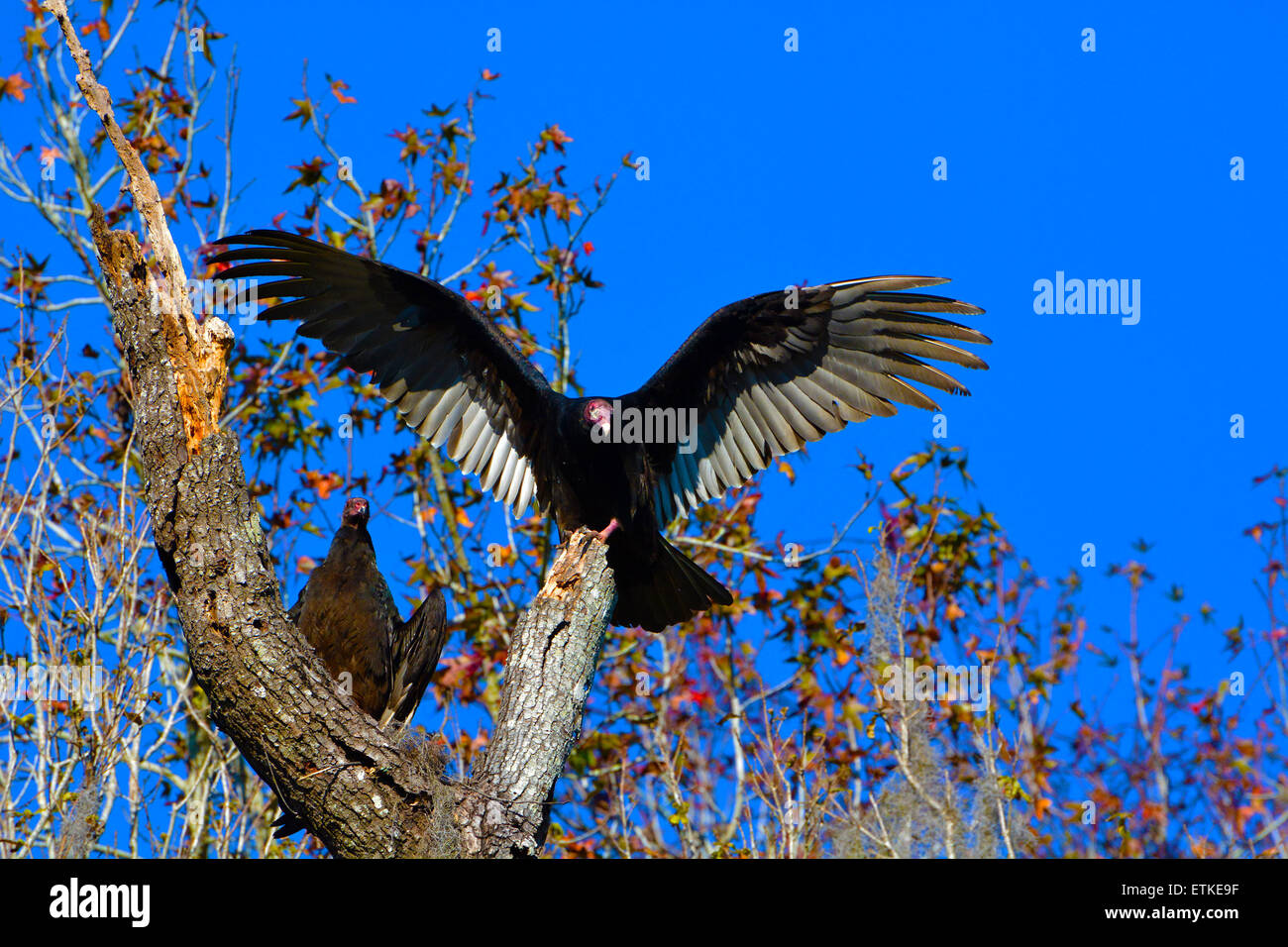 Immagine di avvoltoi in una struttura ad albero in Brooksville, Florida USA Foto Stock