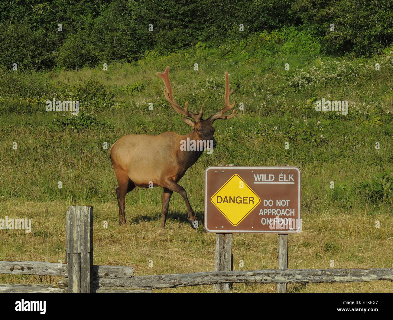 Roosevelt Elk Bull (Cervus canadensis roosevelti) con corna in velluto che alimentino la loro crescita fino al capannone in fa Foto Stock