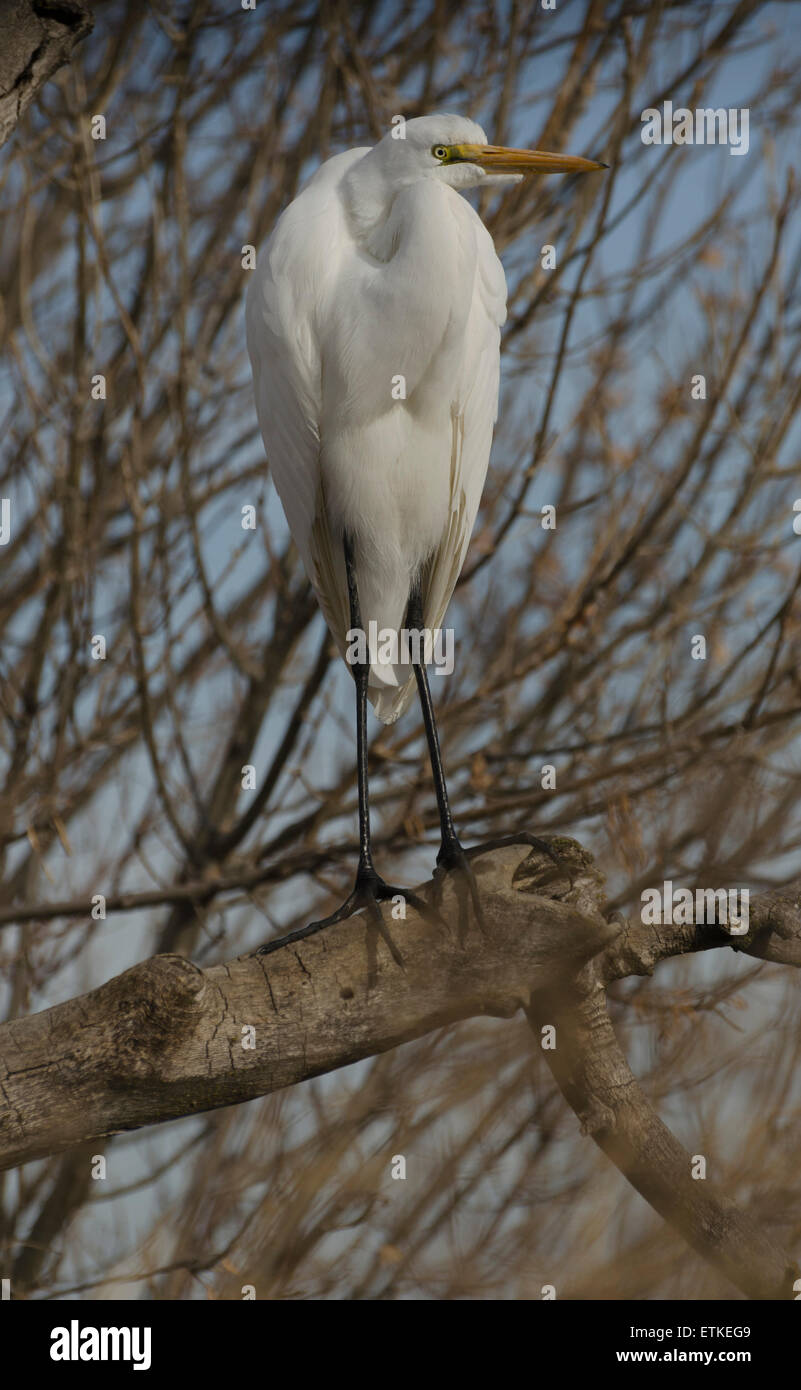 Geat Garzetta (Casmerodius Albus) posatoi in una struttura ad albero su un laghetto di appoggio nel Sacramento National Wildlife Refuge, Califo settentrionale Foto Stock