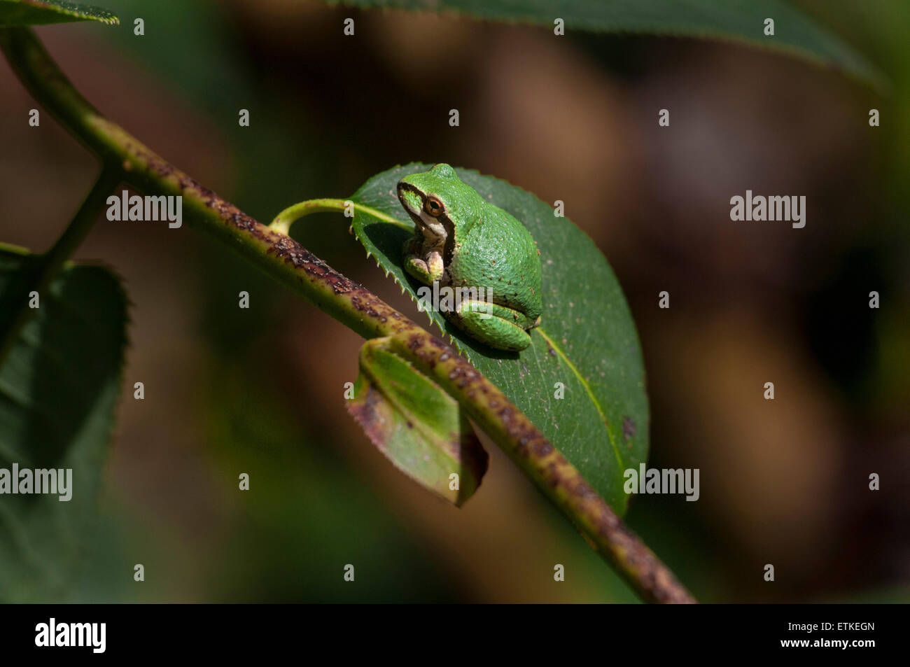 Pacific Raganella (Pseudacris regilla) verde morph seduto su una foglia di rododendro. Sierra Foothills della California del Nord. Foto Stock