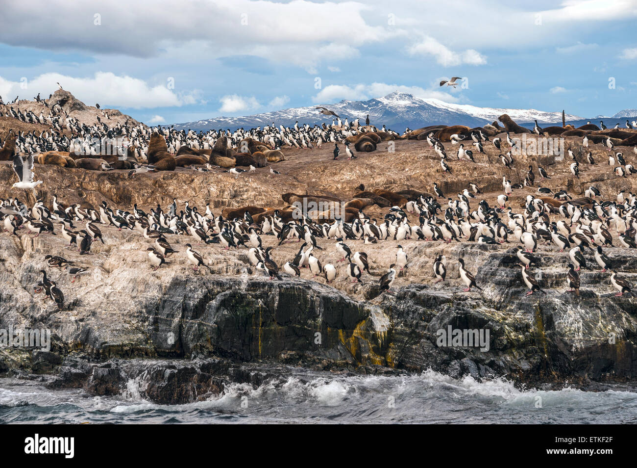Re la colonia di Cormorani si siede su un isola nel Canale di Beagle Foto Stock