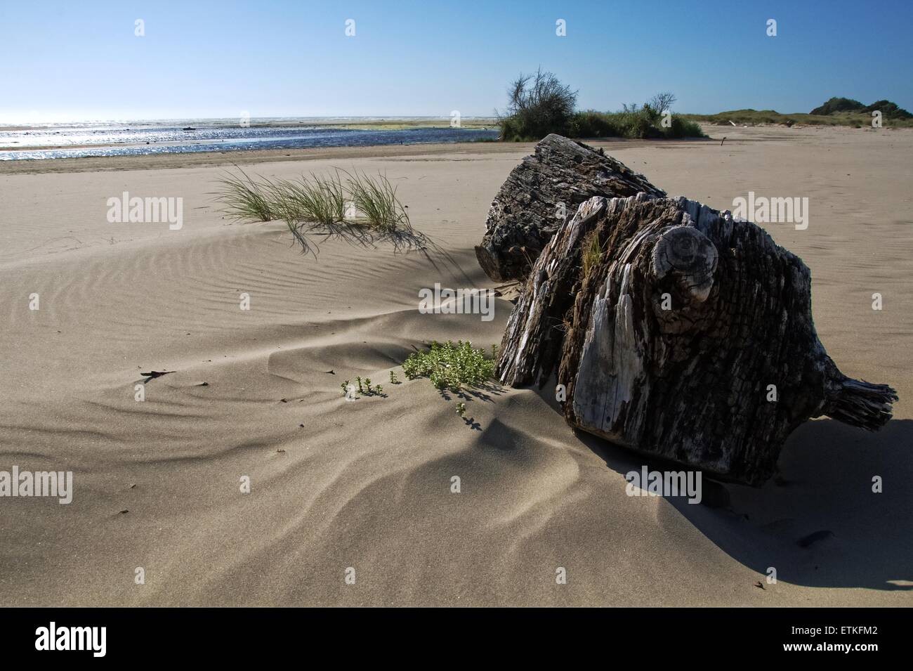 Sun e la deriva sabbia presso la Oregon Dunes National Recreation Area, a nord di Coos Bay, Oregon Foto Stock