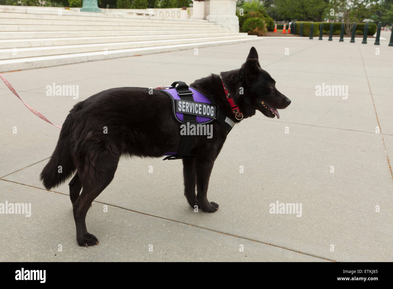 Il servizio personale cane - USA Foto Stock