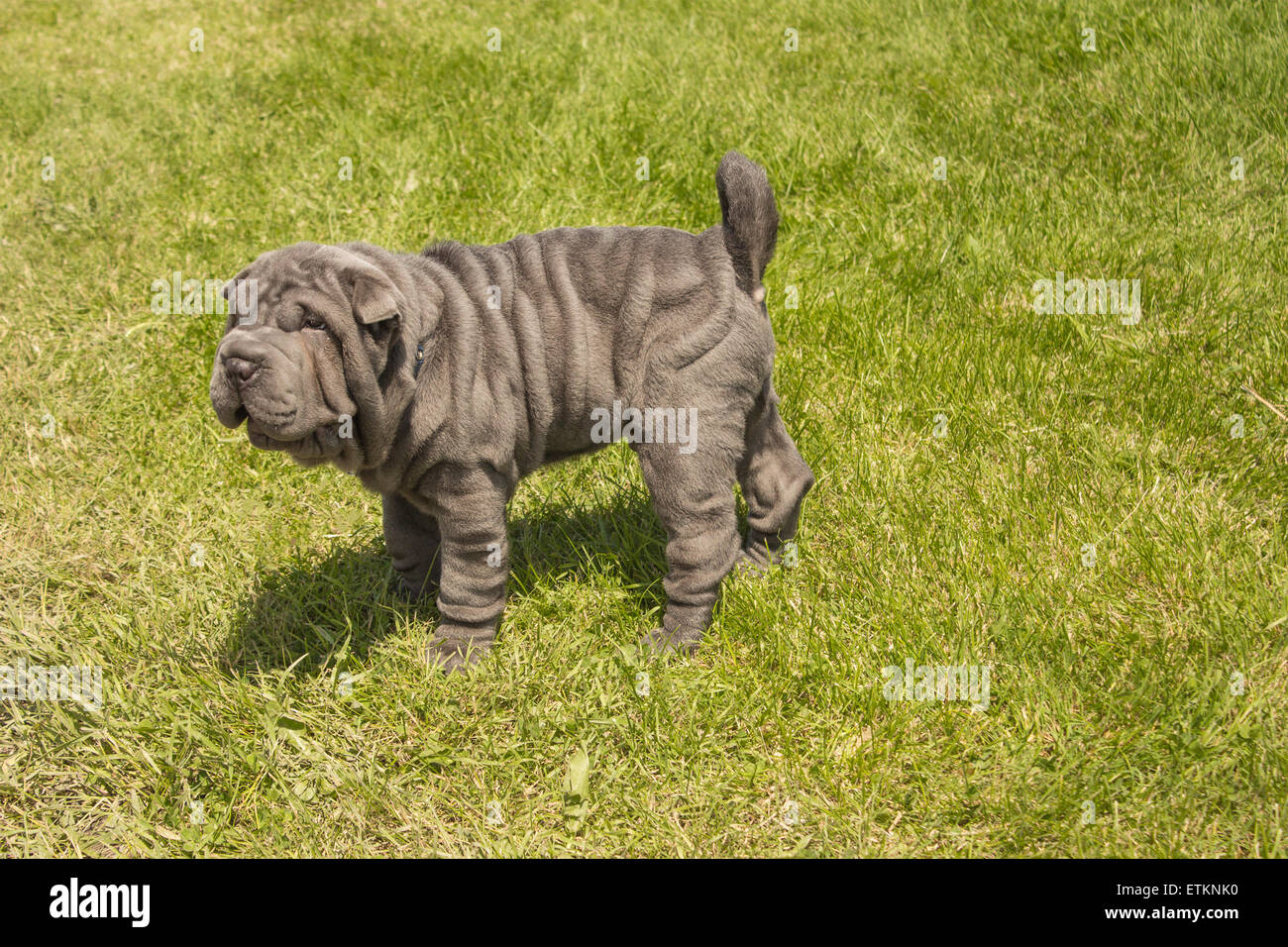 Semiscafi Shar Pei cucciolo all'età di dieci settimane. Noto anche come il cane di rughe Foto Stock