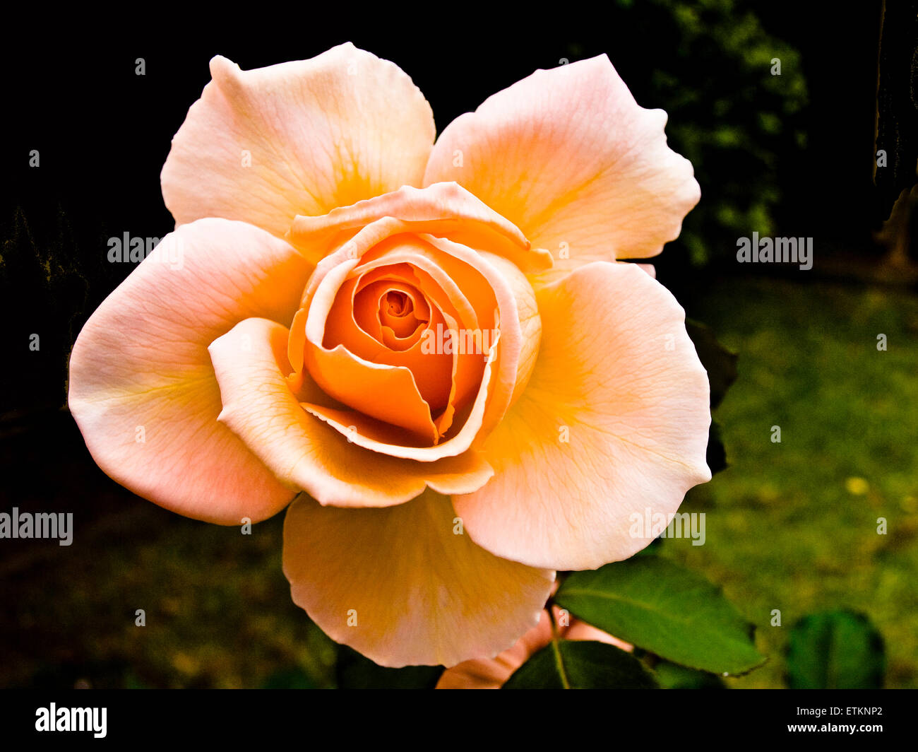 Albicocca fiore rosa Foto Stock