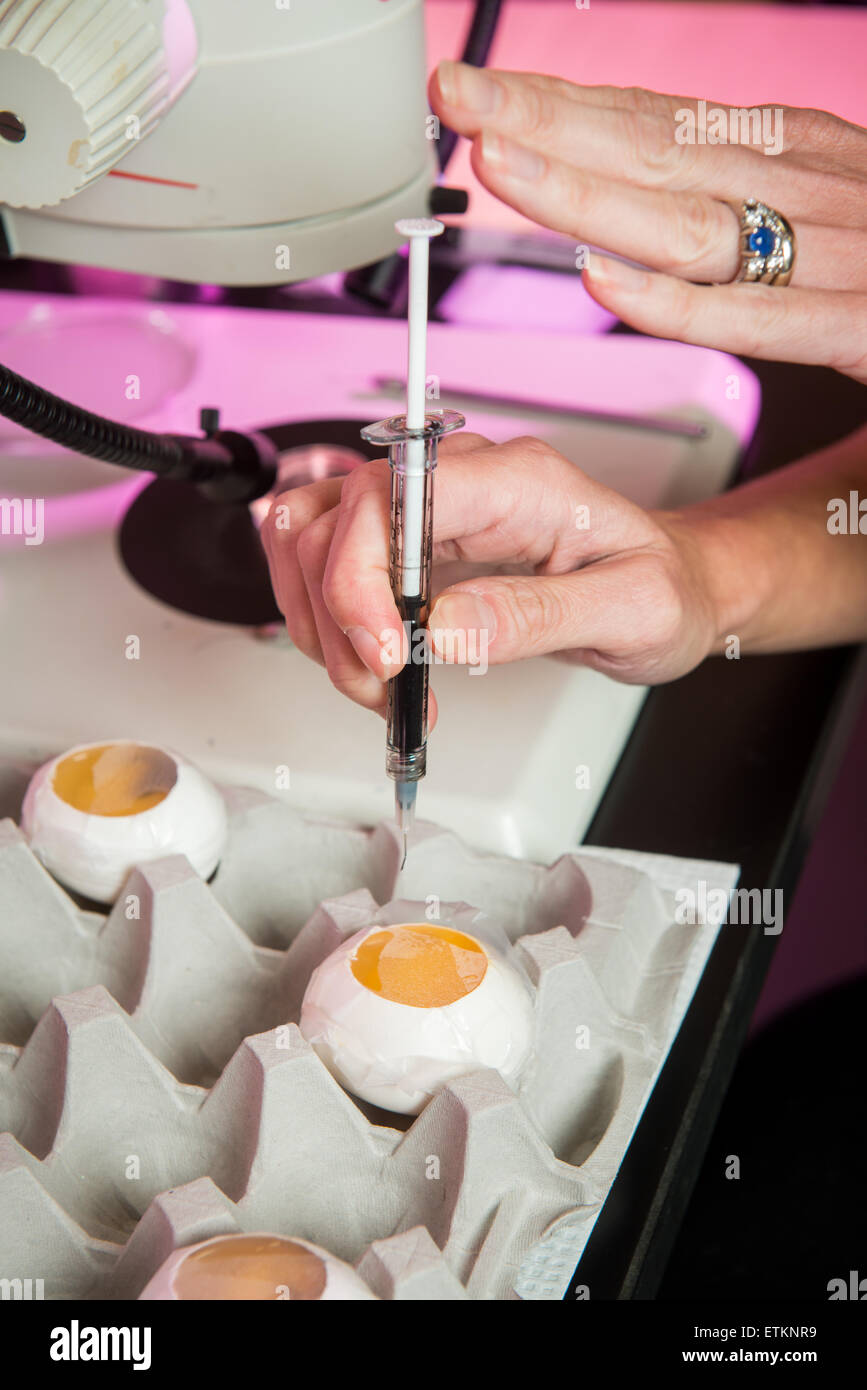 Le mani di scienziato utilizzando un attrezzo sulle uova per la ricerca sugli embrioni in College Park, Maryland, Stati Uniti d'America Foto Stock