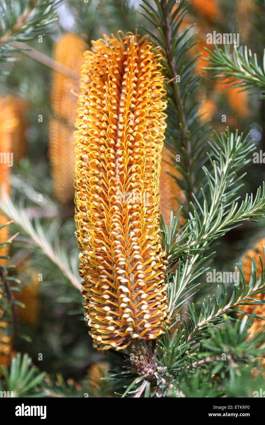 Close up Banksia ericifolia Foto Stock