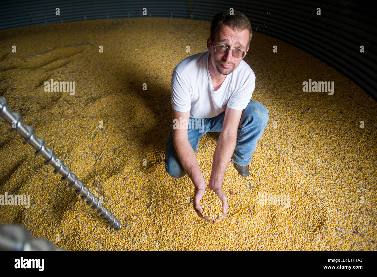 L'agricoltore nel silo di grano di mais di contenimento con le mani a tazza in Millerstown, Pennsylvania, STATI UNITI D'AMERICA Foto Stock