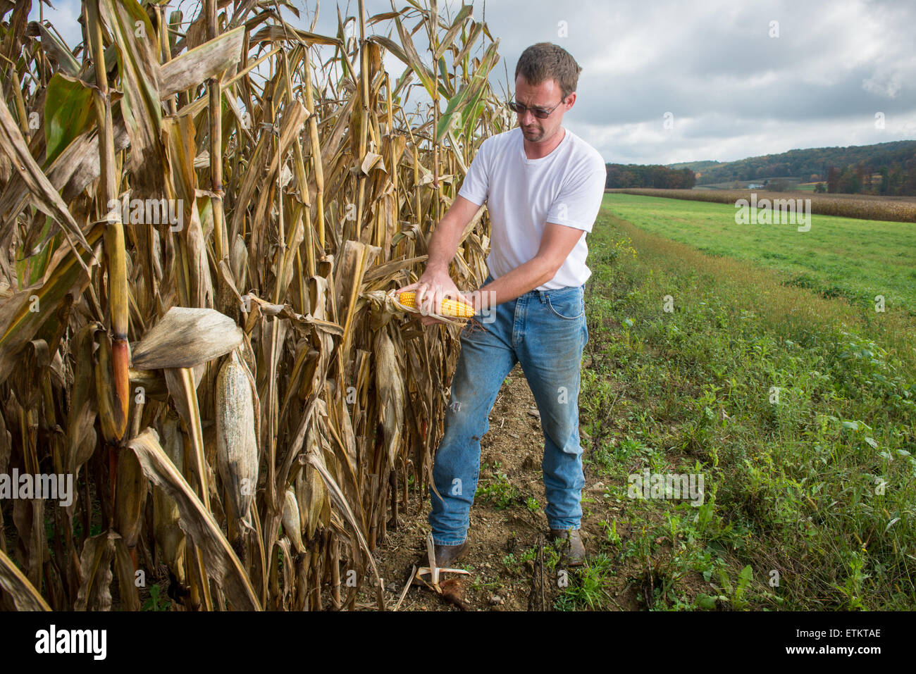 Agricoltore la misurazione di una spiga di grano con la sua mano in Millerstown, Pennsylvania, STATI UNITI D'AMERICA Foto Stock