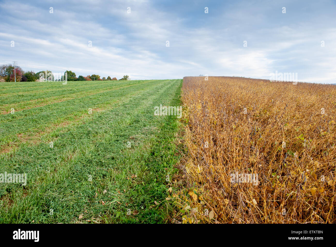 Campi che mostrano un lato come un raccolto di semi di soia e l'altro lato è l'erba, in Boonsboro, Maryland, Stati Uniti d'America Foto Stock