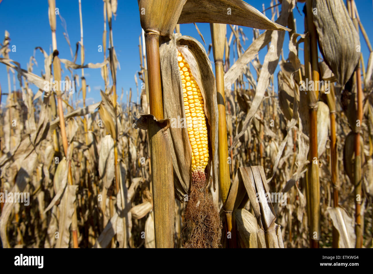 Close-up campo di mais in campo di mais in Jarrettsville, Maryland, Stati Uniti d'America Foto Stock