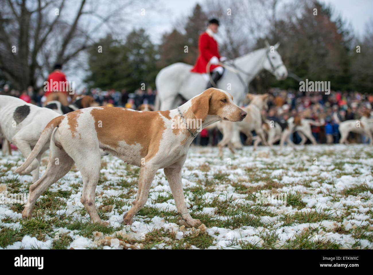 Un foxhound camminando per la benedizione dei segugi presso la chiesa di San James a destra prima di un fox hunt, Monkton, MD, Stati Uniti d'America. In backgr Foto Stock