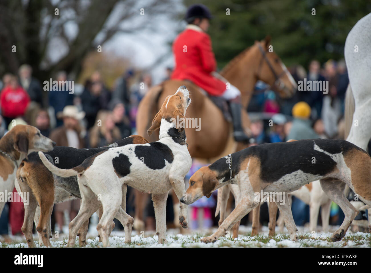 Close-up di cani a destra prima di un fox hunt durante la benedizione dei segugi presso la chiesa di San James in Monkton, MD, Stati Uniti d'America. In backg Foto Stock
