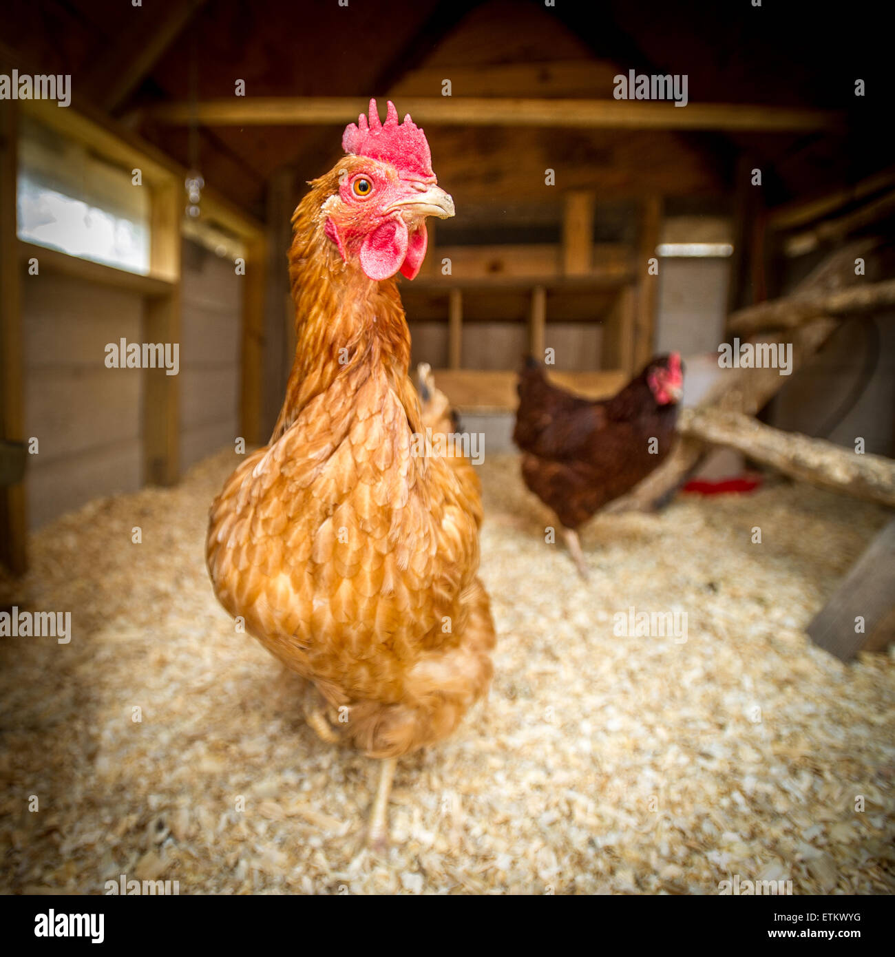 Backyard polli all'interno di una casa di pollo in Eldersburg, Maryland, Stati Uniti d'America Foto Stock