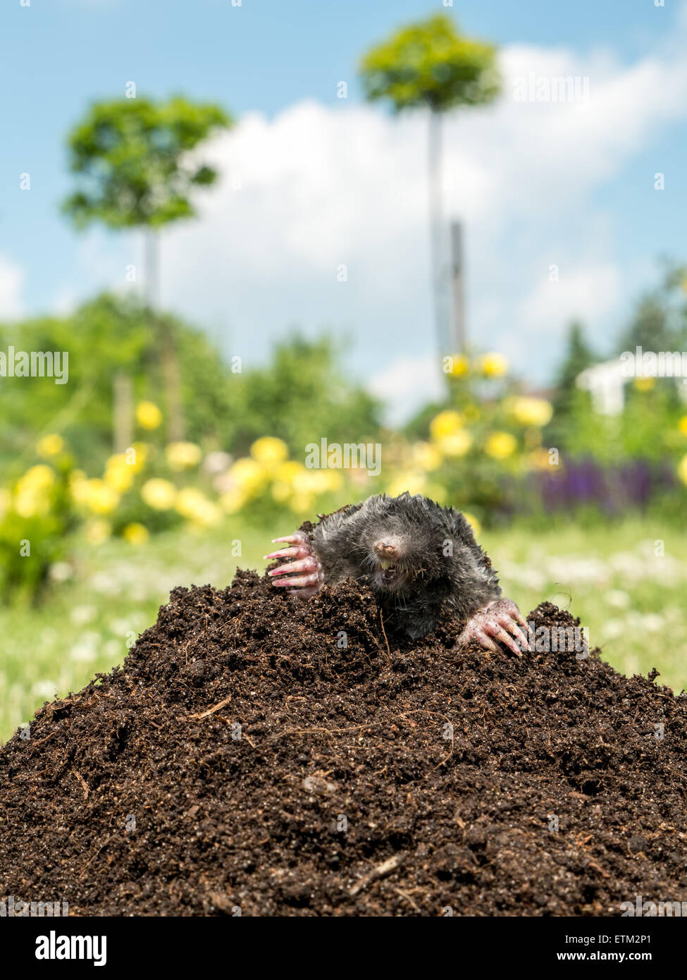 Mole inserimenti fuori del tumulo di mole Foto Stock