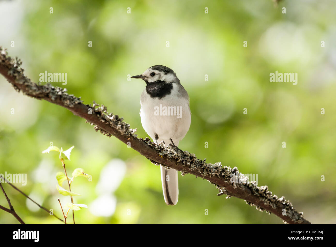 White wagtail bird si siede sul ramo di albero Foto Stock