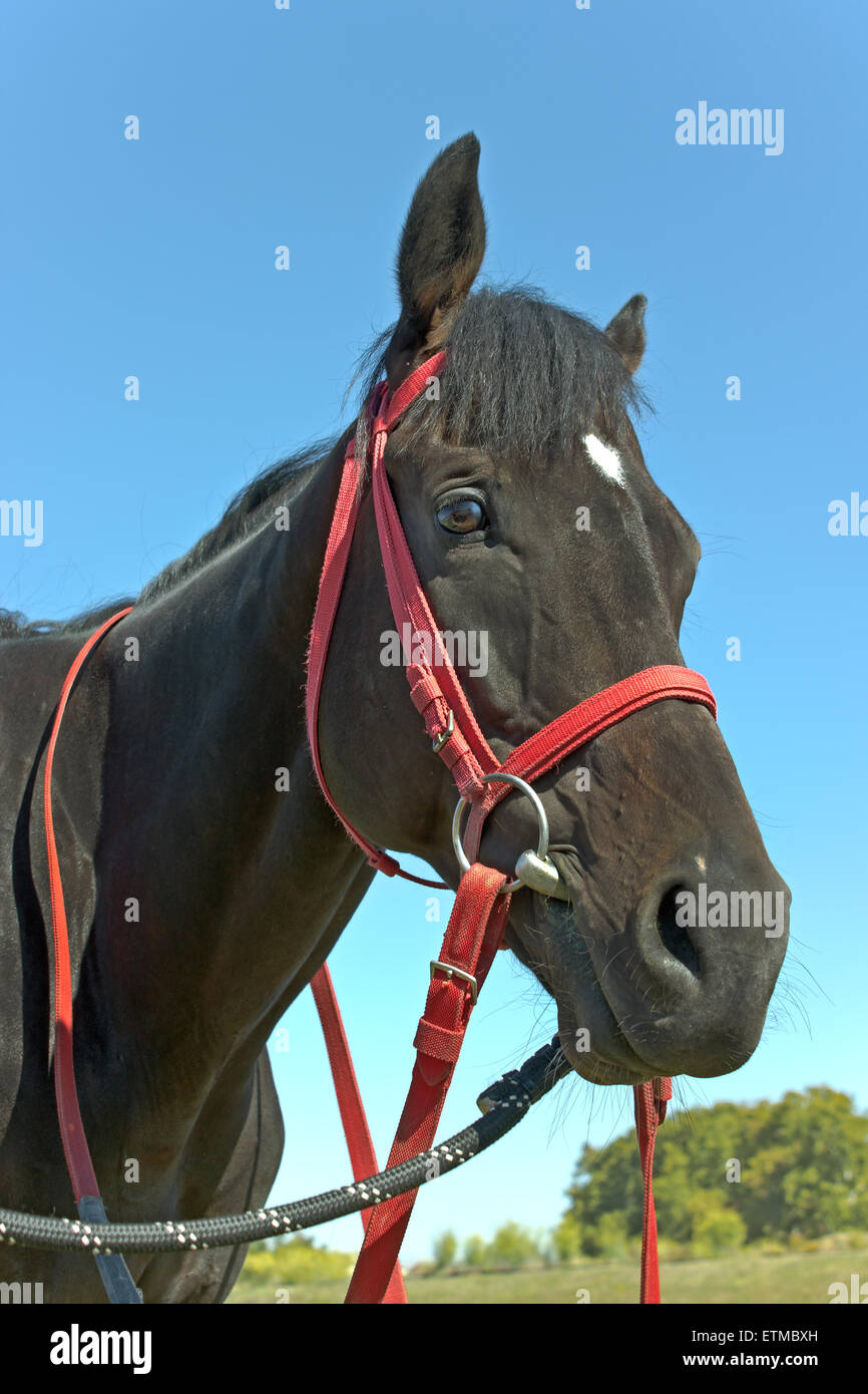 Testa di cavallo oltre il cielo blu Foto Stock