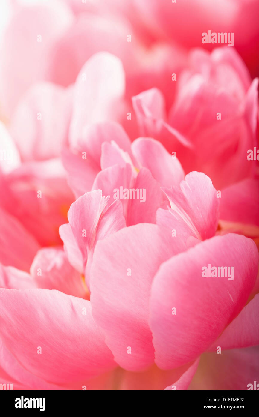 Rosa peonia petali di fiori sfondo macro Foto Stock